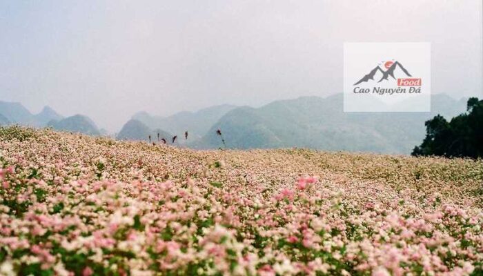 Khai mạc Lễ hội hoa Tam Giác Mạch 2020 tổ chức ở đâu? TP Hà Giang