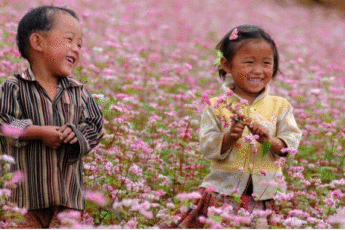 Mùa hoa tam giác mạch rực rỡ tại Cao nguyên đá Đồng Văn Hà giang